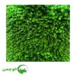 گرین وال شمشادی گل درشت