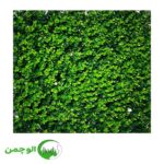 گرین وال شمشادی گل ریز