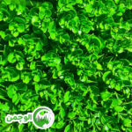 گرین وال شمشادی گل درشت - Image 2