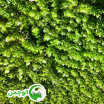 گرین وال شمشادی گل ریز - Image 2
