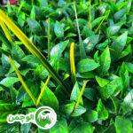 گرین وال لیندا فلفلی - Image 2