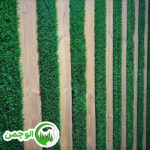 ترکیب چوب و چمن دیواری - Image 3