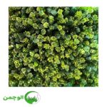 گرین وال پونه