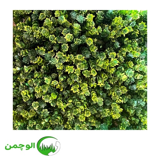 20 گرین وال پونه - Image 1