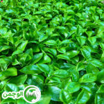 گرین وال پرتقالی - Image 2
