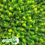 گرین وال کاج - Image 2