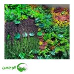 گرین وال استوایی
