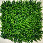 گرین وال شمشادی گل درشت دو رنگ - Image 2