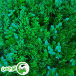 گرین وال ترکیبی شمشادی گل ریز - Image 2