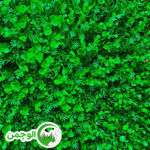 گرین وال ترکیبی شمشادی گل درشت - Image 2