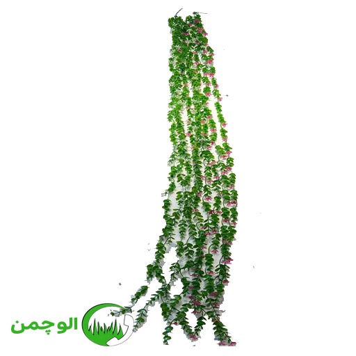 1-3 ریسه شمشادی دو متری - Image 1