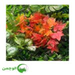 گل و بوته