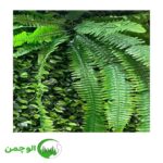 گل و بوته - Image 6