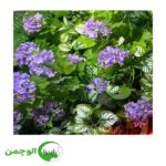 گل و بوته - Image 5