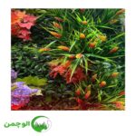 گل و بوته - Image 4