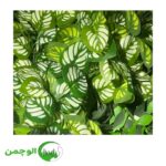 گل و بوته - Image 2